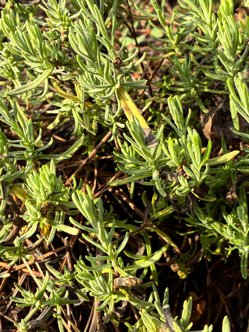 Organic French lavender - 2oz dried leaves from yellow flower farm